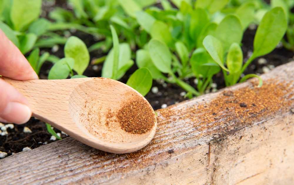 A hand holds a wooden spoon with brown seeds over a raised garden bed. Green seedlings are growing in the soil behind the spoon.