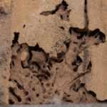 A close-up view of termite damage on a wooden surface, showing holes, tunnels, and debris left by Drywood termites. The rough wood structure highlights areas in need of termite treatment to prevent further deterioration.