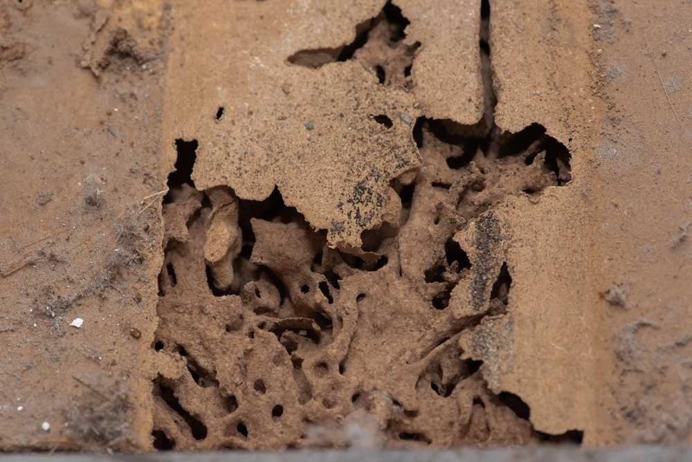 Featured image for Drywood Termites: Signs, Damage & Treatment Tips