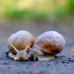 Two brown snails with spiral shells are on a rough, gray surface, facing each other. The background is blurred with green and yellow tones.