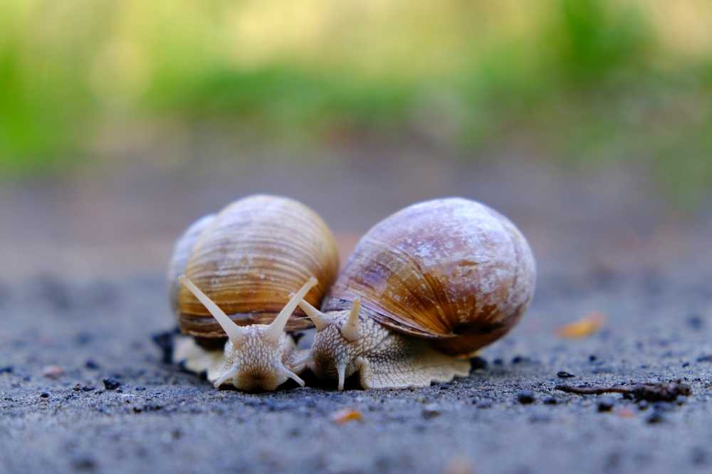 Two brown snails with spiral shells are on a rough, gray surface, facing each other. The background is blurred with green and yellow tones.