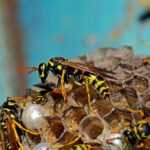 Several yellow and black wasps are clustered on a papery nest, attending to white larvae inside the hexagonal cells; the background is blue and blurred.