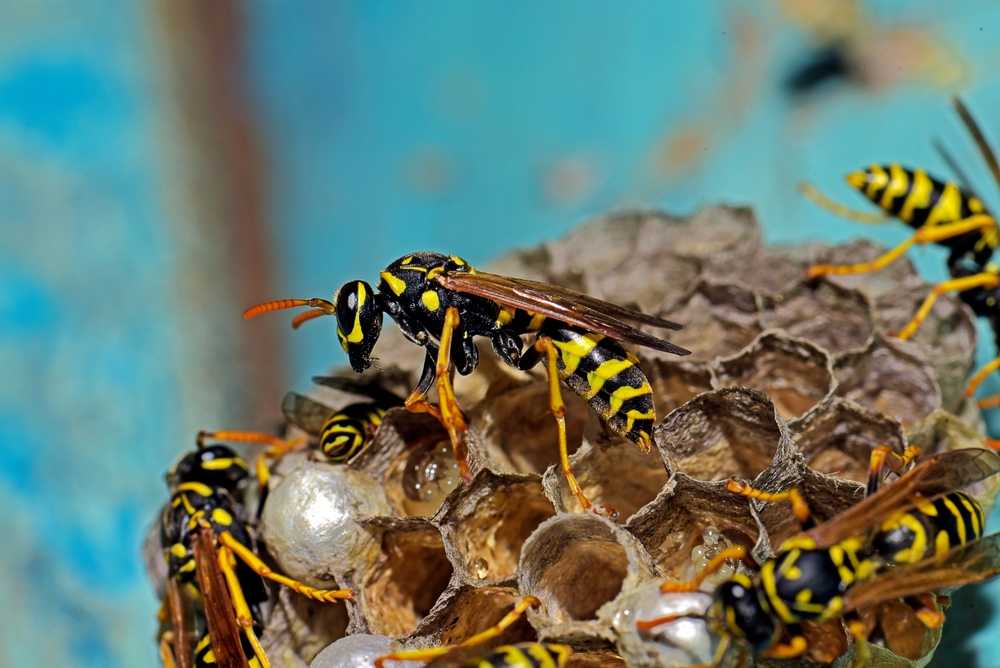 Featured image for Wasp Control: Safe, Effective Removal Tips That Work