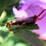 A close-up of an earwig insect on a green leaf, with a purple flower petal in the background. The image is brightly lit, highlighting the earwig’s pincers and antennae—showing the differences between earwig and Silverfish features.