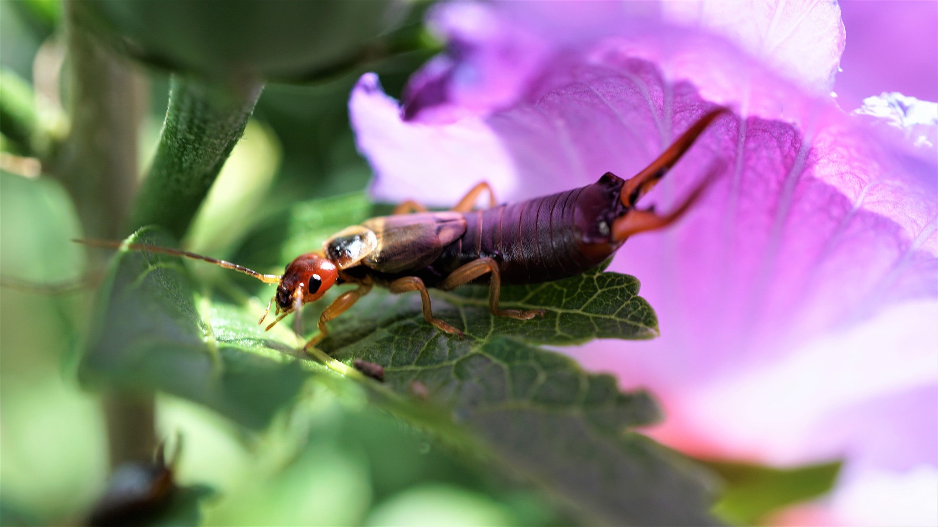 Featured image for Silverfish vs Earwig: Key Differences and Identification